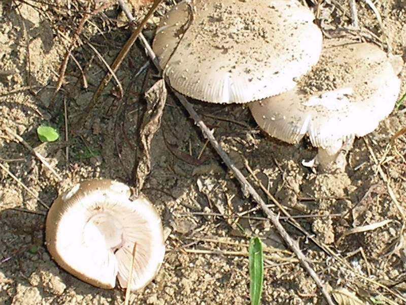 amanita citrina?